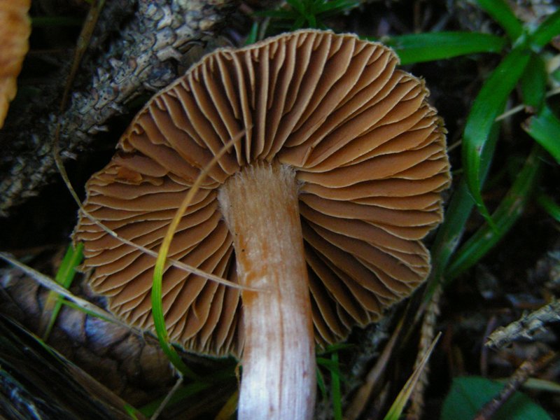 pecceta montana autunnale